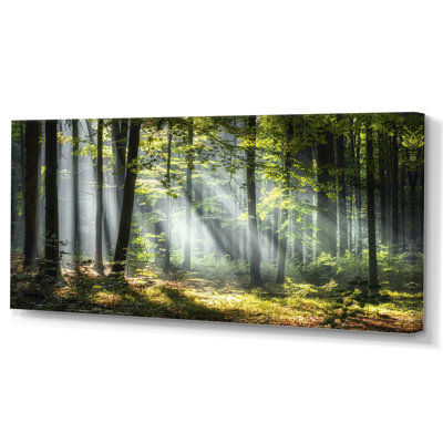 «Sunny Morning Magic Forest III - Forest», reproduction d'art sur toile