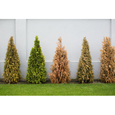 Sapins de différentes couleurs par Freemixer