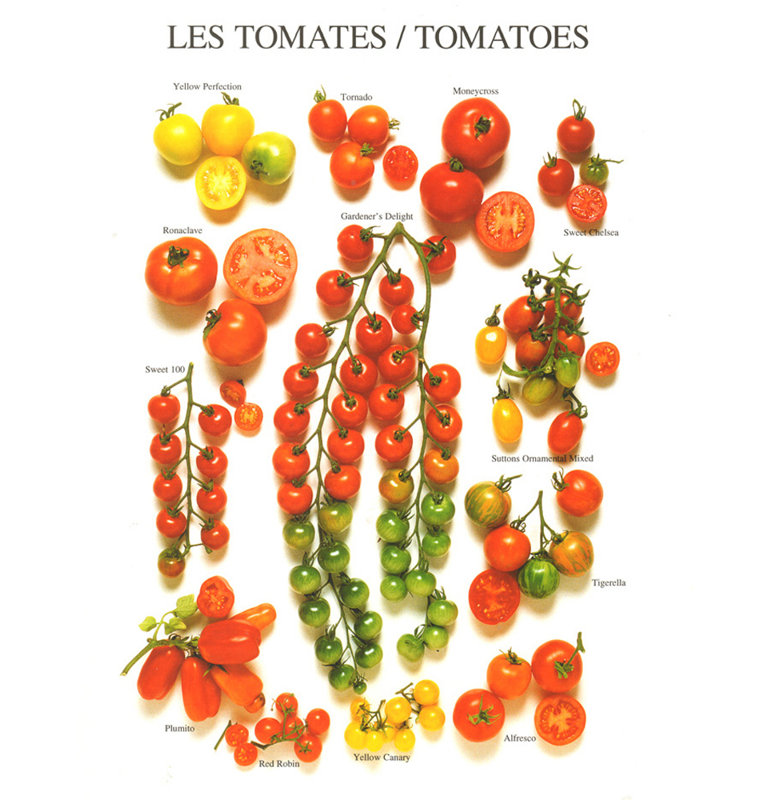 Tomatoes Varieties, 24" H x 19" W