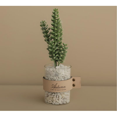 Plante grasse 10,62 po
