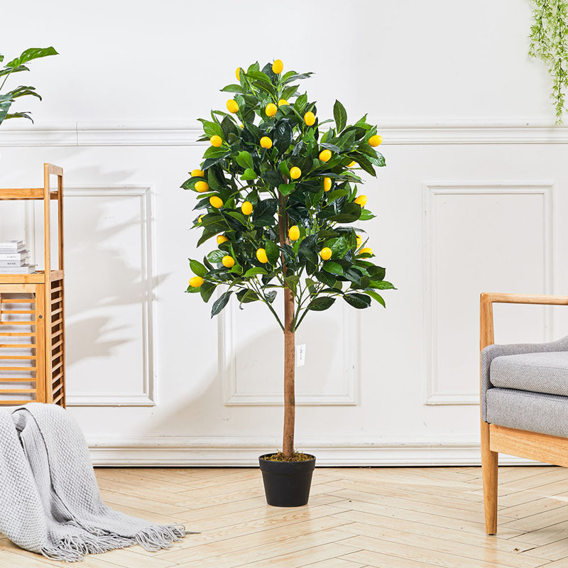 125cm Plant