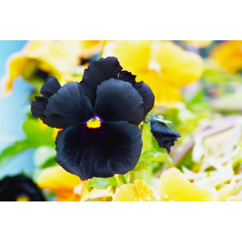 Oketo Black Pansy - Wrapped Canvas Print, 30cm H x 46cm W x 3.8cm D