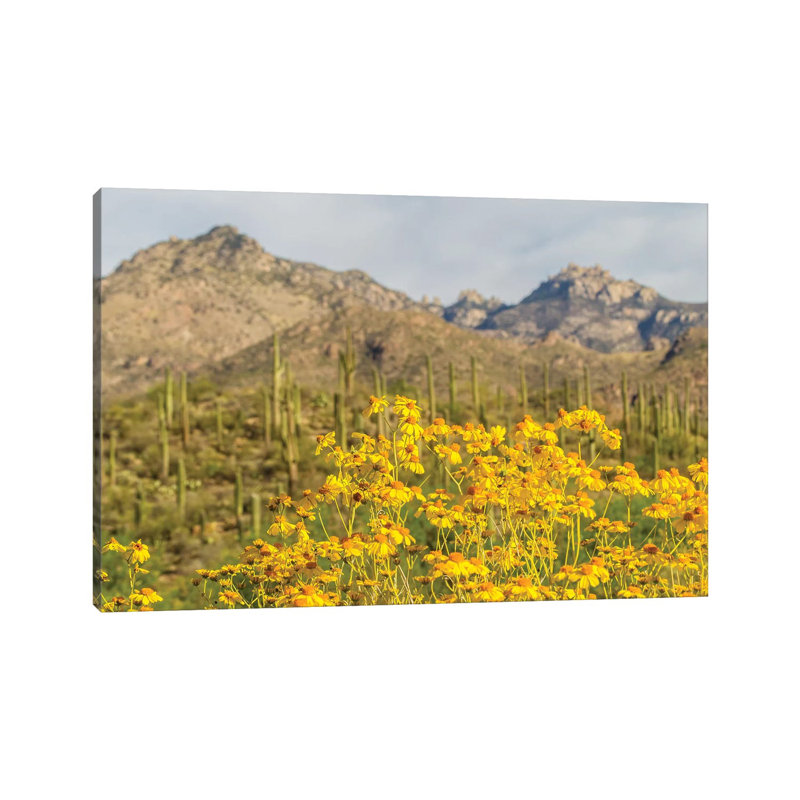 USA, Arizona, Sabino Canyon. Brittlebush Blossoms And Catalina Mountains. by Jaynes Gallery - Wrapped Canvas Print