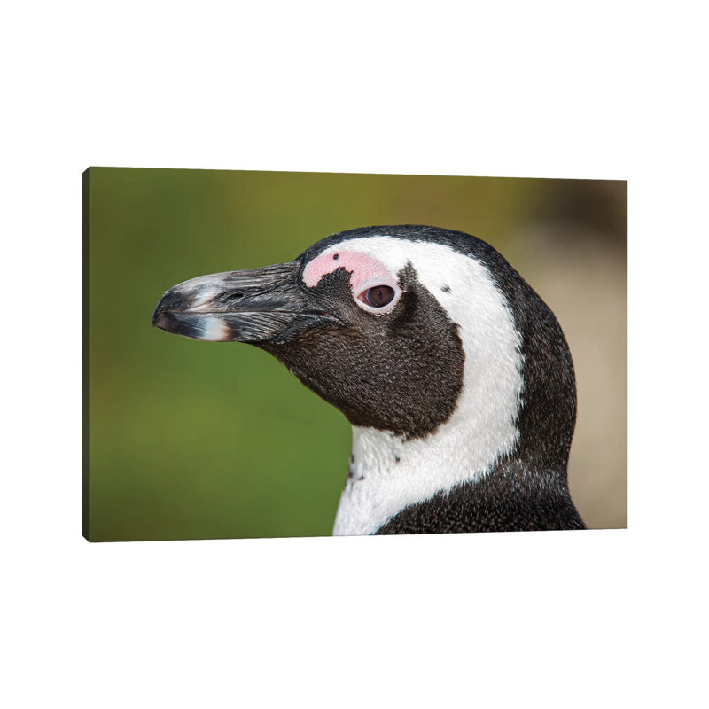African Penguin Portrait by Mogens Trolle - Wrapped Canvas Gallery-Wrapped Canvas Giclée, 20.32 cm H x 30.48 cm W