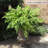 28'' Tall Fern Plant