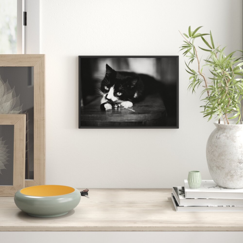 Gerahmtes Wandbild Katze spielt mit Ehering