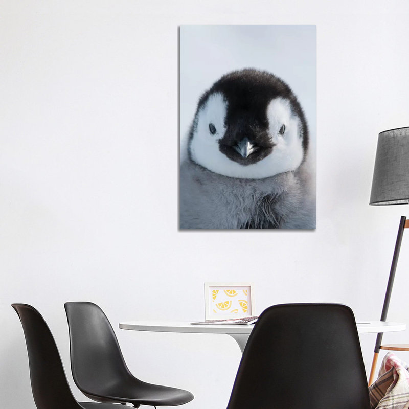 Emperor Penguin Chick, Prydz Bay, Eastern Antarctica by Tui De Roy - Wrapped Canvas Print
