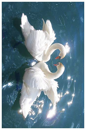 « swans », impression