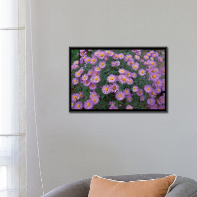 " Smooth Aster Plant In Full Summer Bloom, Colorado " by Tim Fitzharris