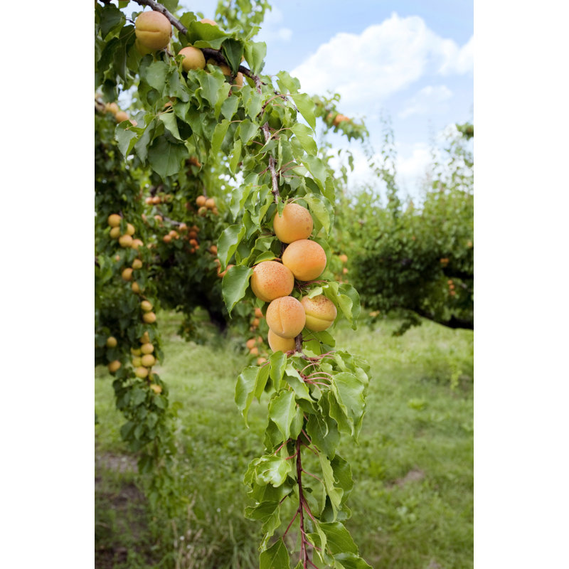 Apricot Tree In Provence France by Lillisphotography - No Frame Print on Canvas, 122cm H x 81cm W x 3.8cm D