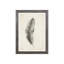 Charcoal Feathers III Print by Beverly Fuller-26941271-26941277