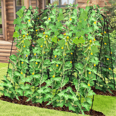 Alamanda Trellis