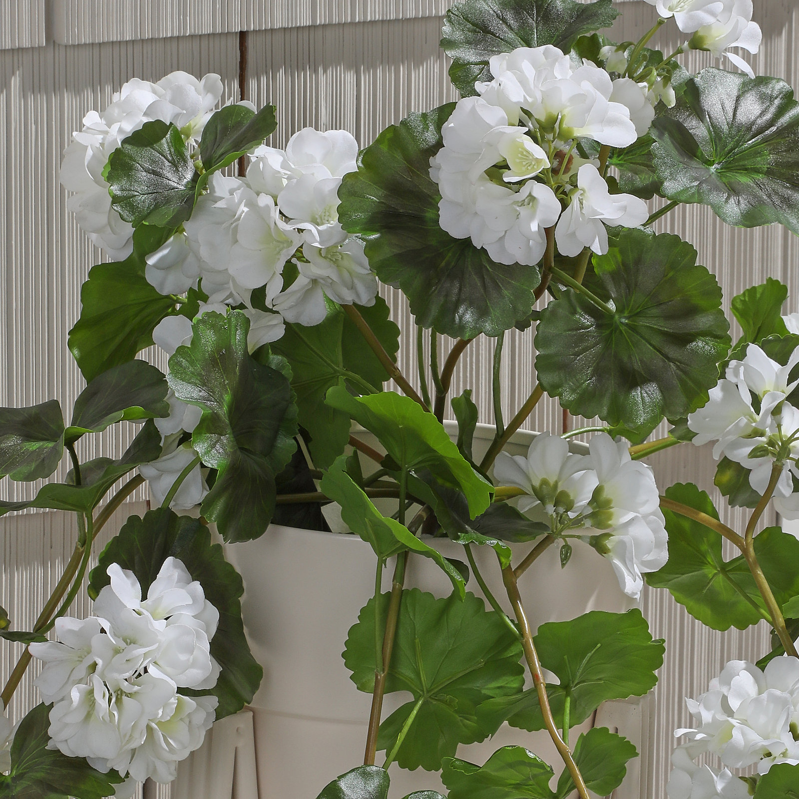 Earle UV Resistant Geranium Hanging Plant, White