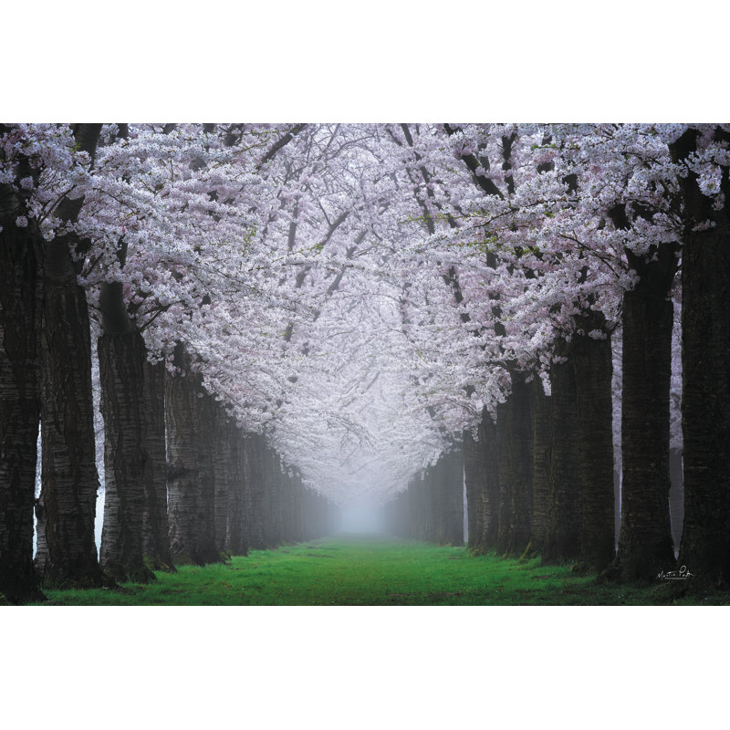 «Magical Cherry Blossom Lane» sur toile par Martin Podt, H 12 po x l 18 po