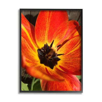 "Bold Red Poppy Flower Blossom Petals" par Heidi Bannon - Photographie de cadre flottant sur toile