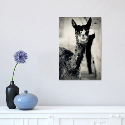«Happy Alpaca in Black and White» par Susan Vizvary - reproduction de photo