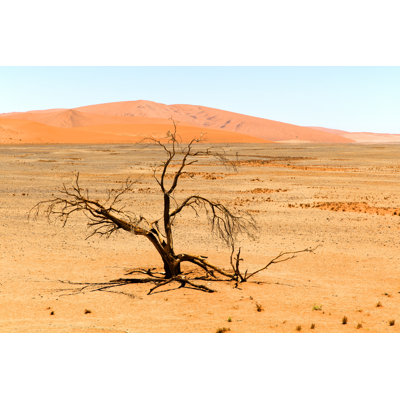 Sand Dunes and Withered Tree by Bim