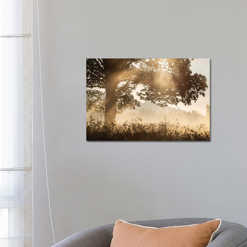 Poland, Sunrise Tree by Mikolaj Gospodarek - Wrapped Canvas Print, 66.04 cm H x 45.72 cm W x 1.91 cm D