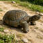 Figurine de tortue réaliste de 30,51 po de long, statue de tortue en résine haute de 11,22 po, grande sculpture de jardin d'extérieur pour décoration naturelle et thématique