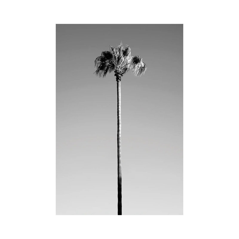 Palm Tree by Philippe Hugonnard - Wrapped Canvas Print, 20.32 cm H x 30.48 cm W