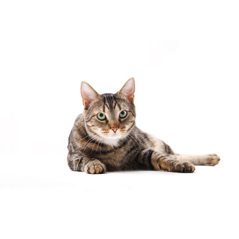 Sitting Cat by Nico_Blue, 24'' H x 36'' W