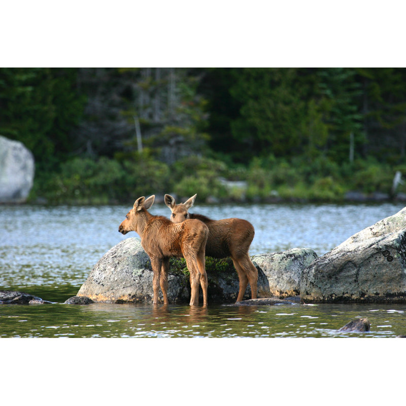 Suzanne Moose Calves In Baxter State Park by JZHunt - Wrapped Canvas Print, 30cm H x 46cm W x 3.8cm D