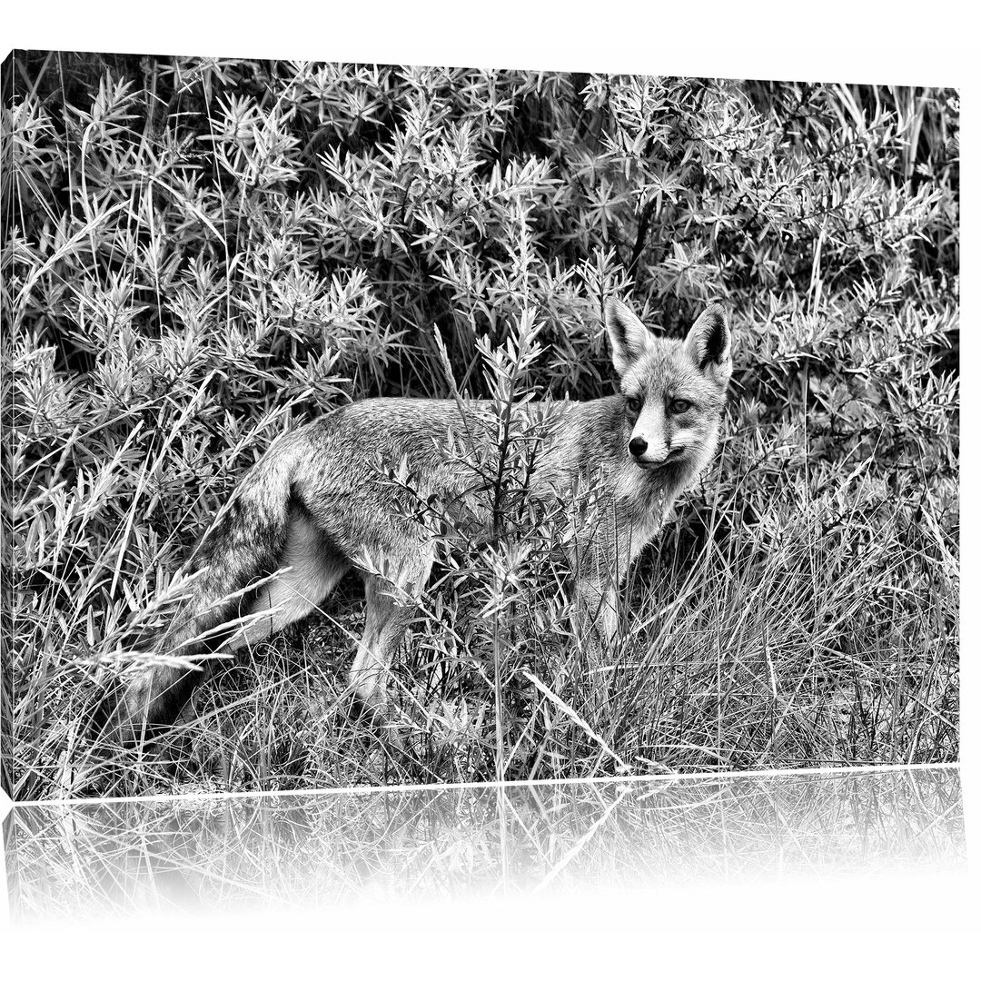 Leinwandbild Lustiger Fuchs im Wildstrauch in Monochrom