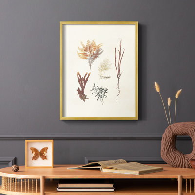 Knorr Shells & Coral VII Framed Print - Solid Wood