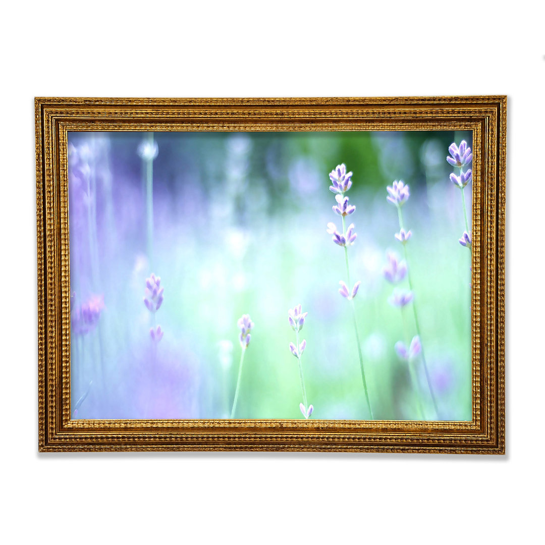 Gerahmtes Leinwandbild Soft Focus Small Purple Flowers