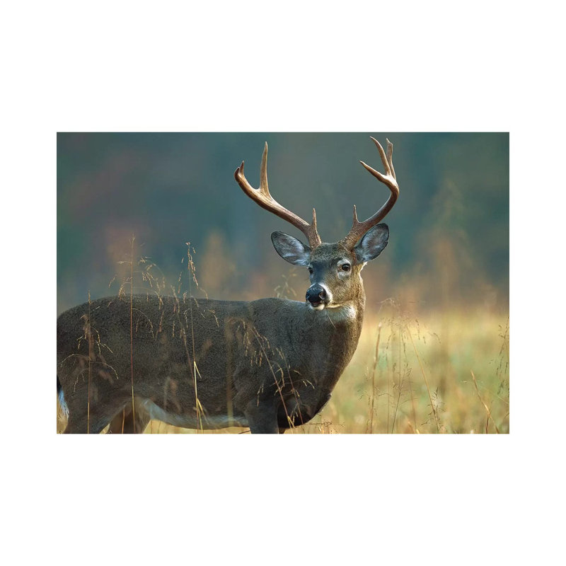 White-Tailed Deer Portrait, North America by Tim Fitzharris - Wrapped Canvas Print, 101.6 cm H x 66.04 cm W x 1.91 cm D