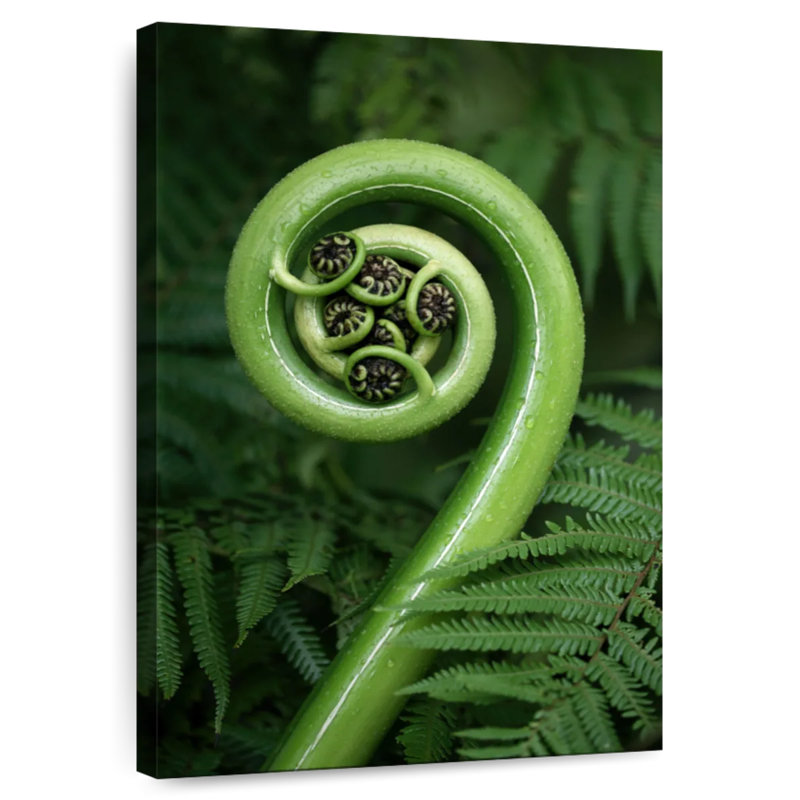 Harnek Fern Frond, 39" H x 26" W