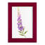 Annie's Foxglove II-117257998-117257999