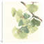 «Light Gingko Leaves II», reproduction d'art sur toile-72804617-72804616-20822184