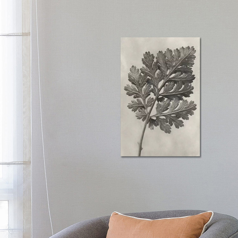 Blossfeldt Botanical III 1 Piece Wrapped Canvas Wall Art, 66.04 cm H x 45.72 cm W
