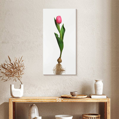 Ampoule de jardin tulipe