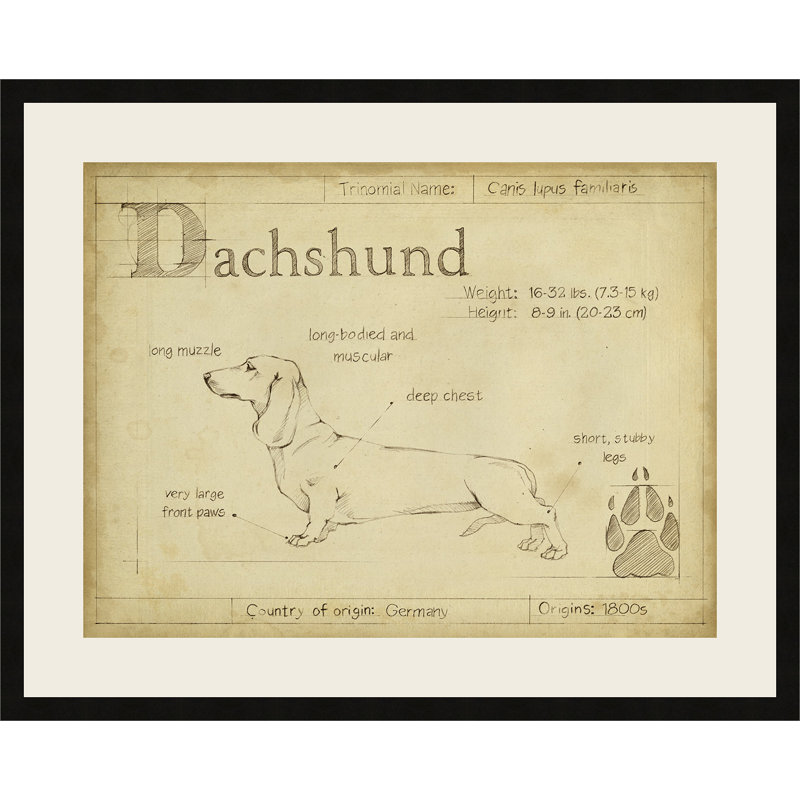 «Antique Dachshund», reproduction d'art encadrée