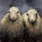 Wool sheeps - 32"x32" art on canvas