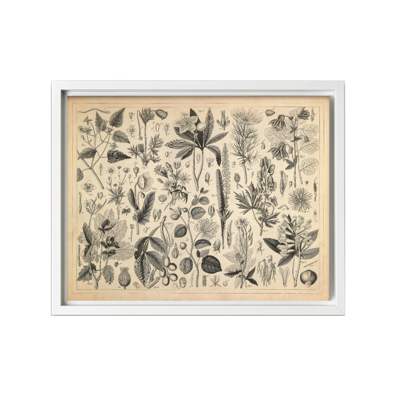 Plantes cultivées des renonculacées et autres familles, Canvas, White Framed, 16"H x 20"W