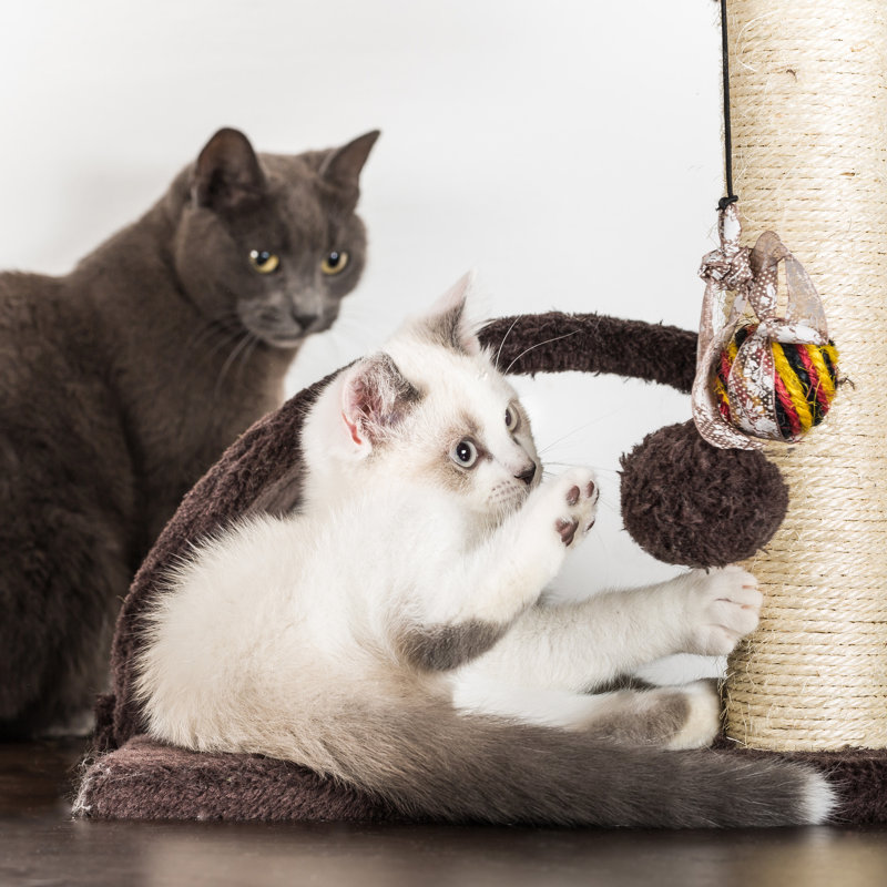 Gray 5-Tier Cat Tower with Sisal Scratch Posts