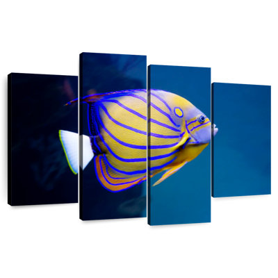 Colorful Angelfish