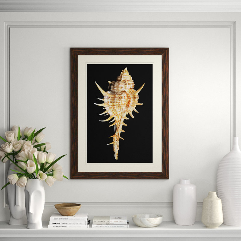 Large Shell 4 Print