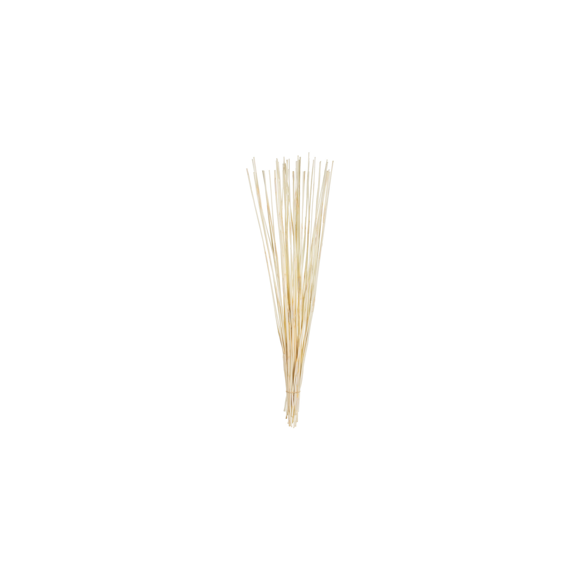 40" Elephant Reed, Dried, Bleached