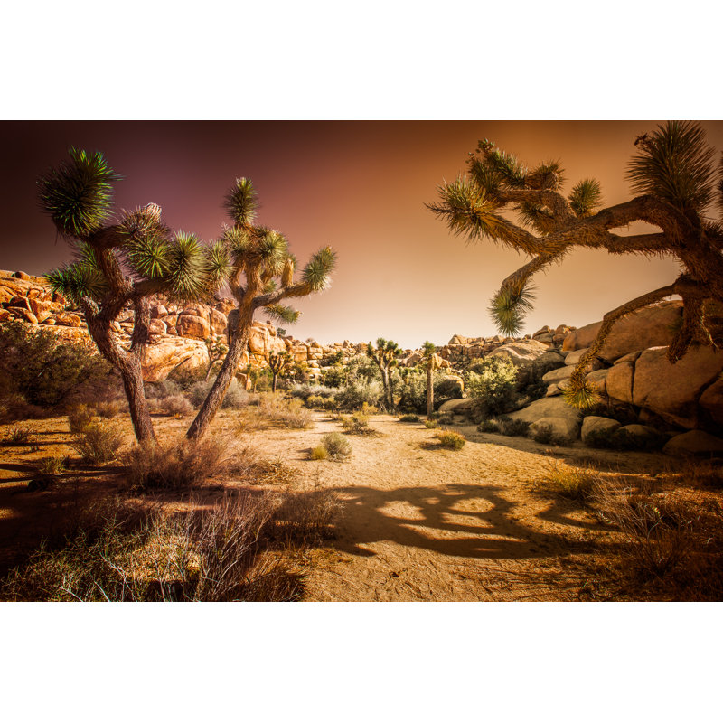 Joshua Tree National Park by Steven_Kriemadis - Wrapped Canvas Print, 51cm H x 76cm W x 3.8cm D