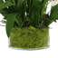 Faux Orchids in Glass Vase with Moss