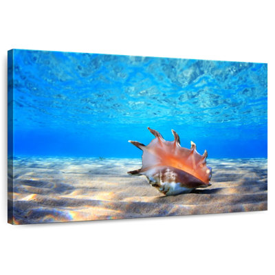 Seashell treasure Aletra