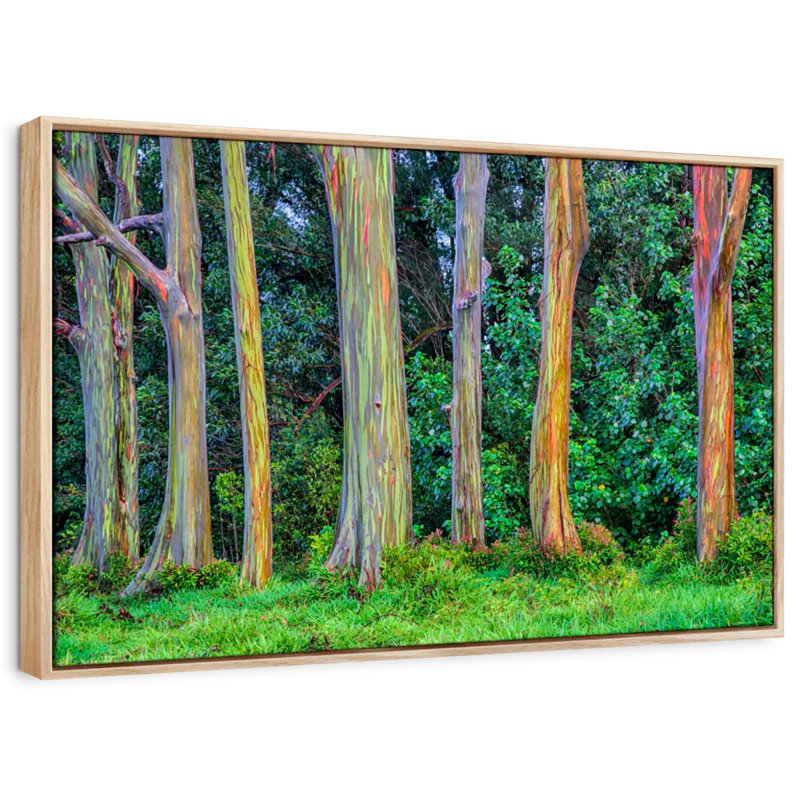 Harnek Eucalyptus Rainbow Trees, 9" H x 13" W
