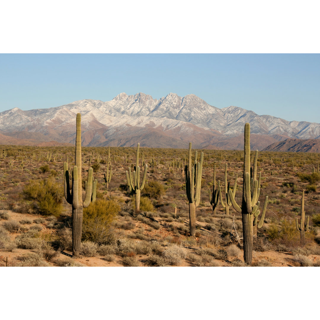 Vier Gipfel mit Saguaros