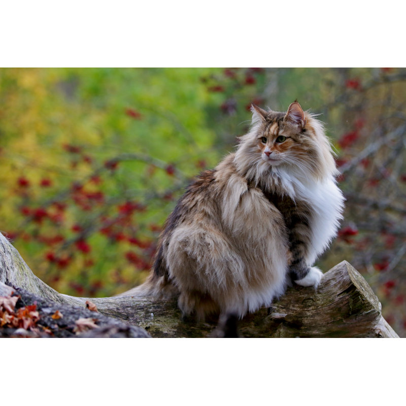 Norwegian Forest Cat by Undefined Undefined - Wrapped Canvas Print, 30cm H x 46cm W