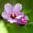 Primrue Live Hibiscus Plant
