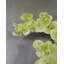 Green Phalaenopsis Orchid 33"-97239944-97239945